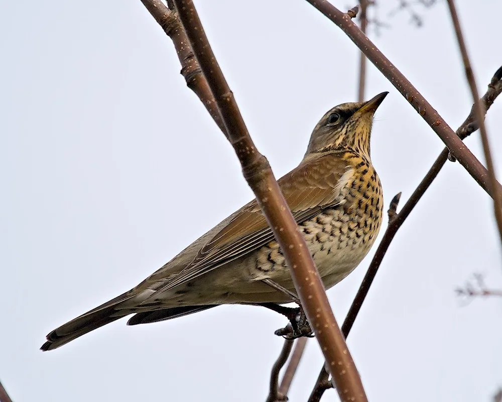 Bird on a branch