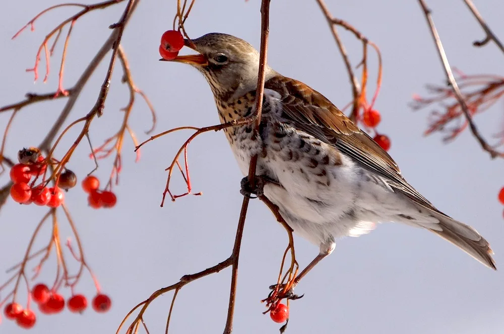 Gray Crow