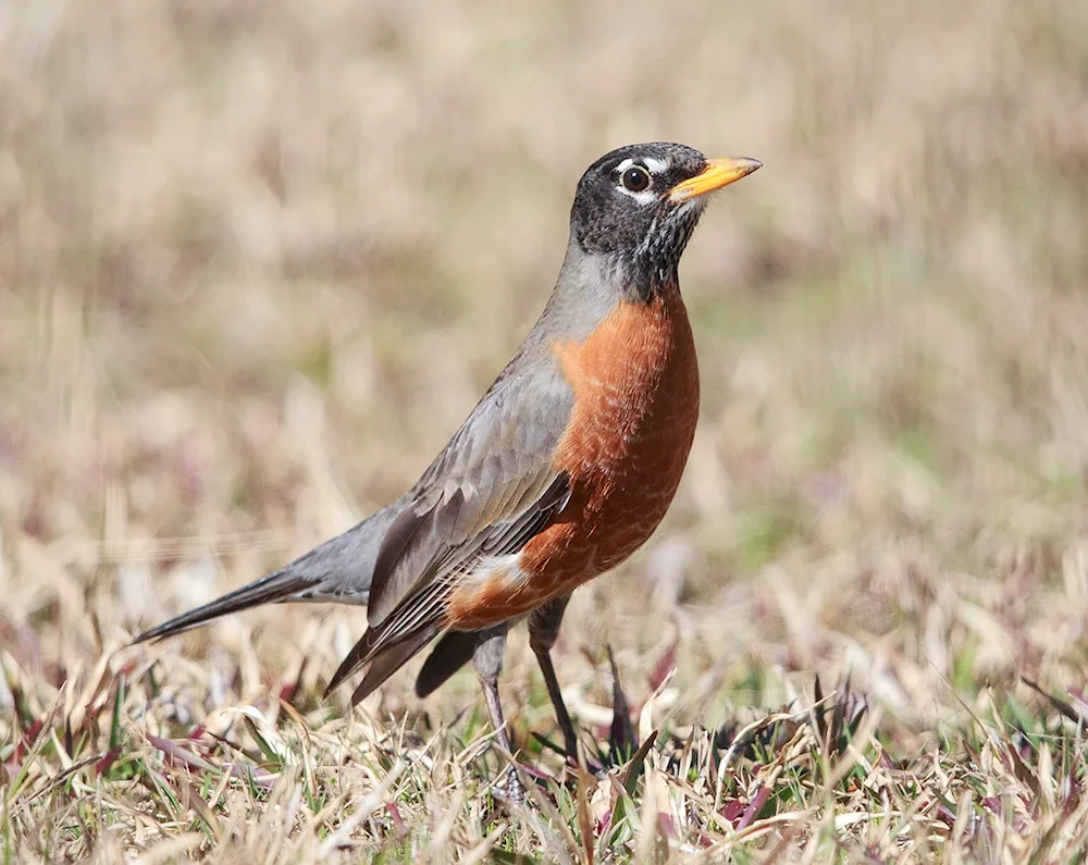 North American Thrush