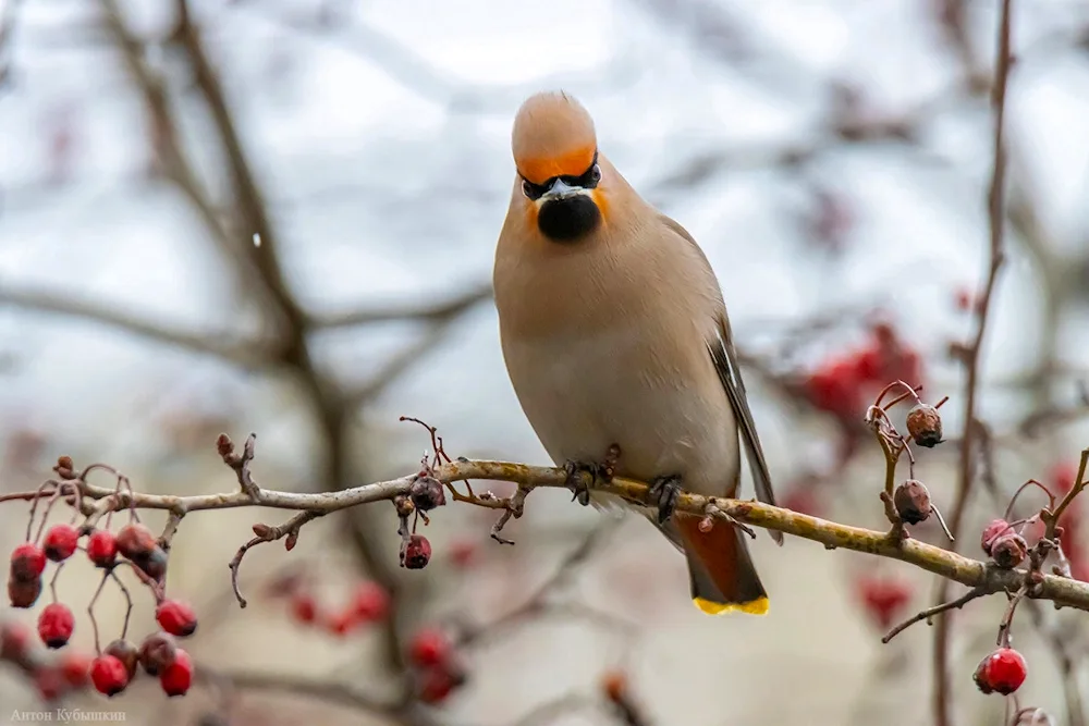 Baclan bird on Baikal