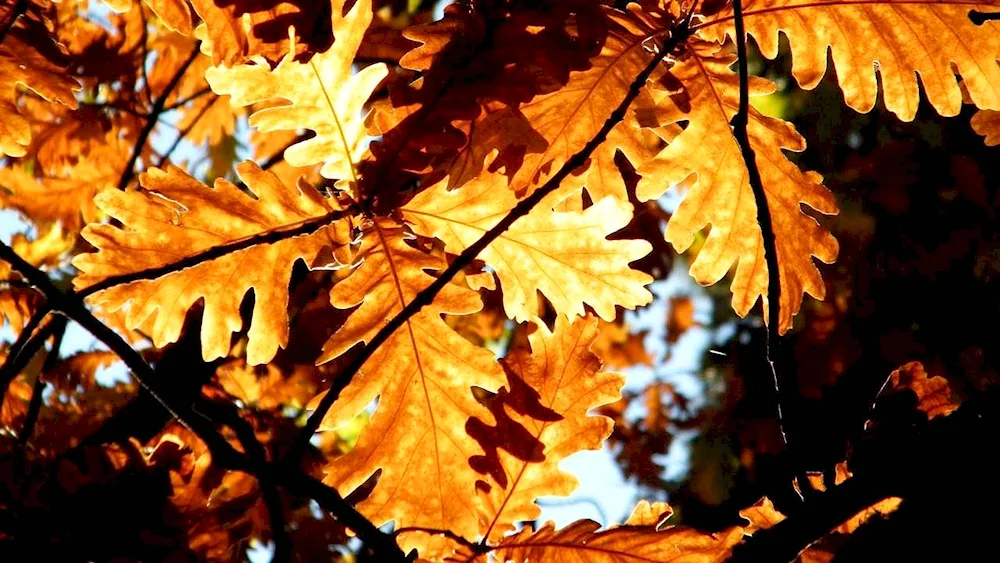 Oak leaf in autumn oak leaf