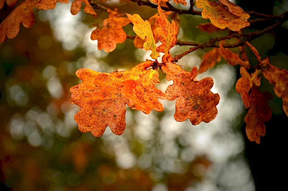 Oak leaf in autumn