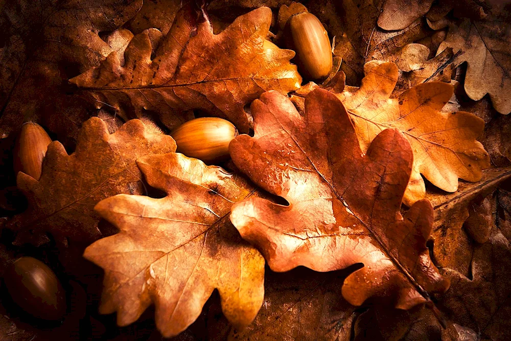 Oak leaf in autumn