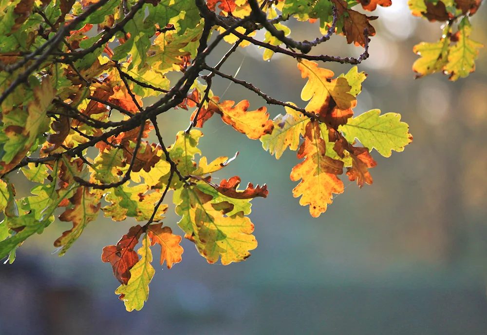 Autumn oak leaf