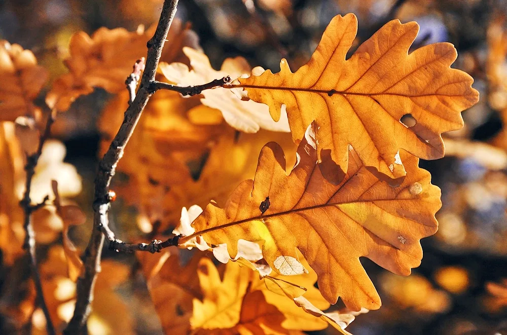 Oak leaf in autumn