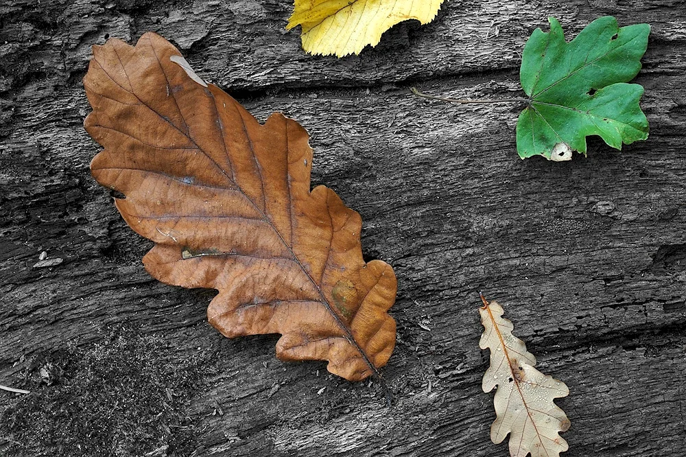 Autumn oak leaf leaf