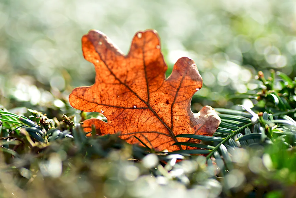 Oak leaf