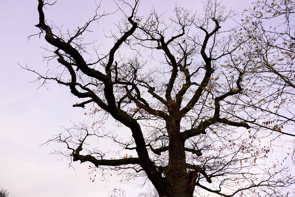 Oak petiole trunk
