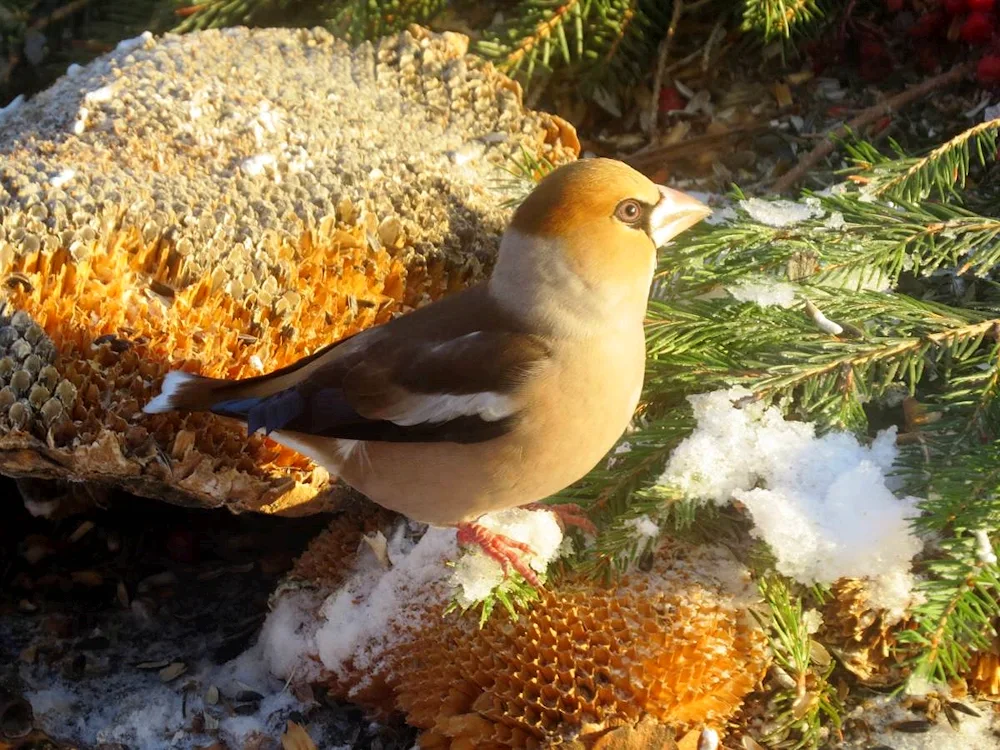 Birds of the Altai Mountains wintering