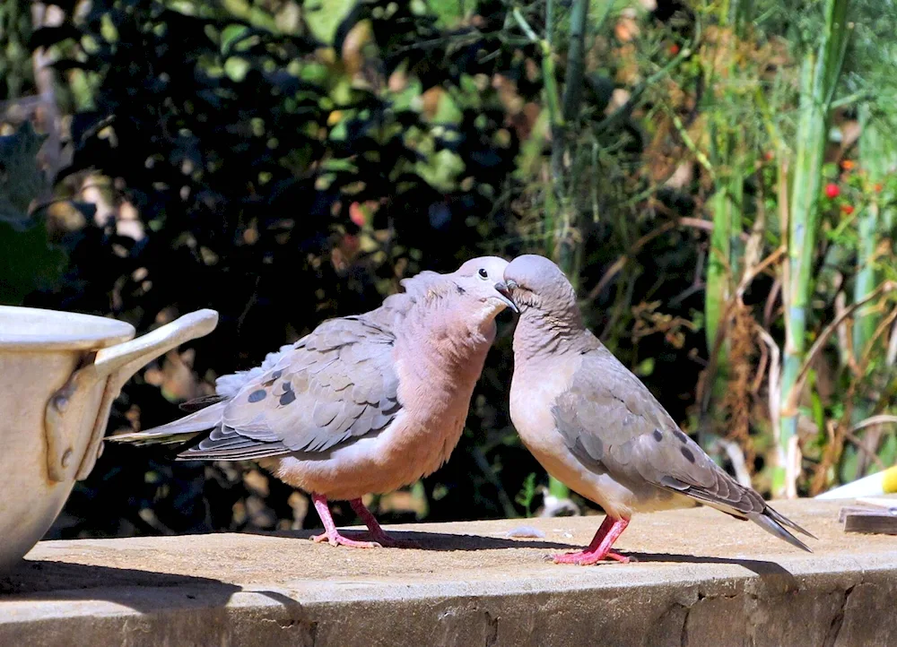 Two Doves