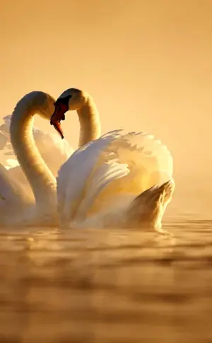 Two swans