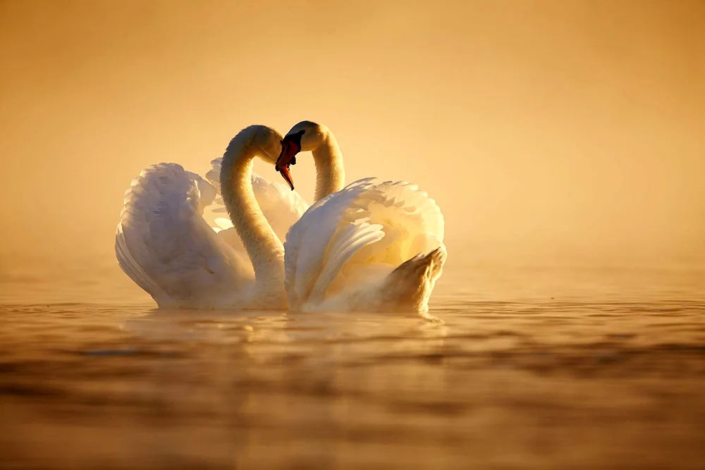 Two swans