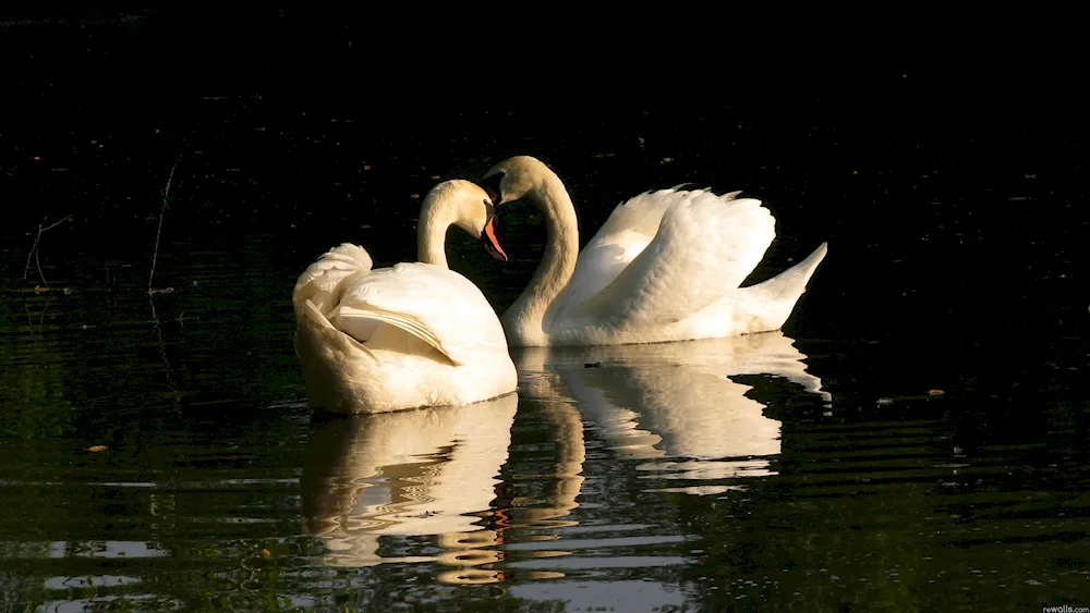Two swans