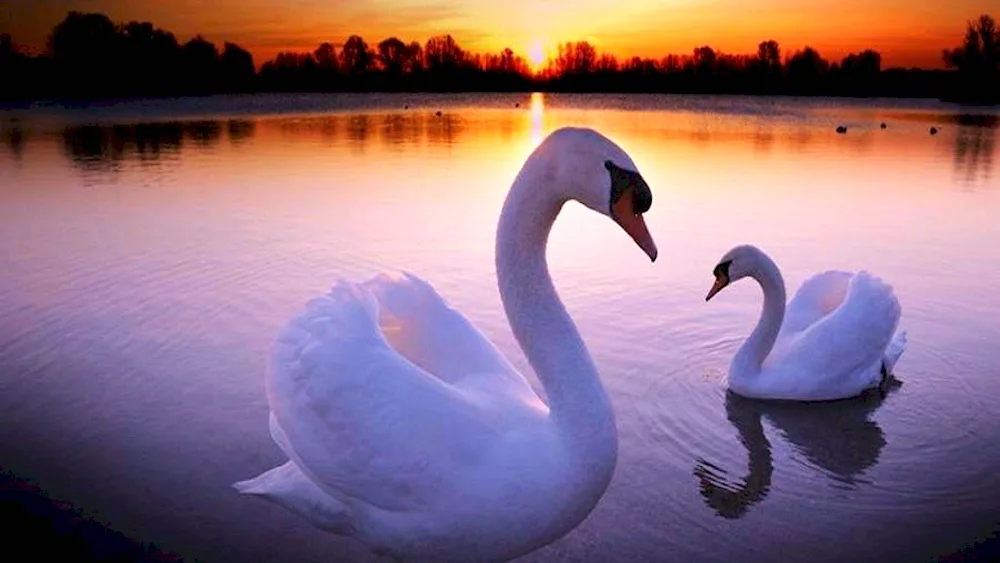 Swan pair of swans