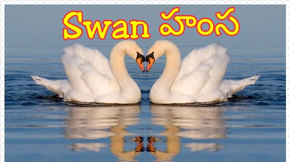 Love and swans