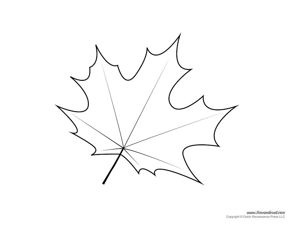 Maple leaf