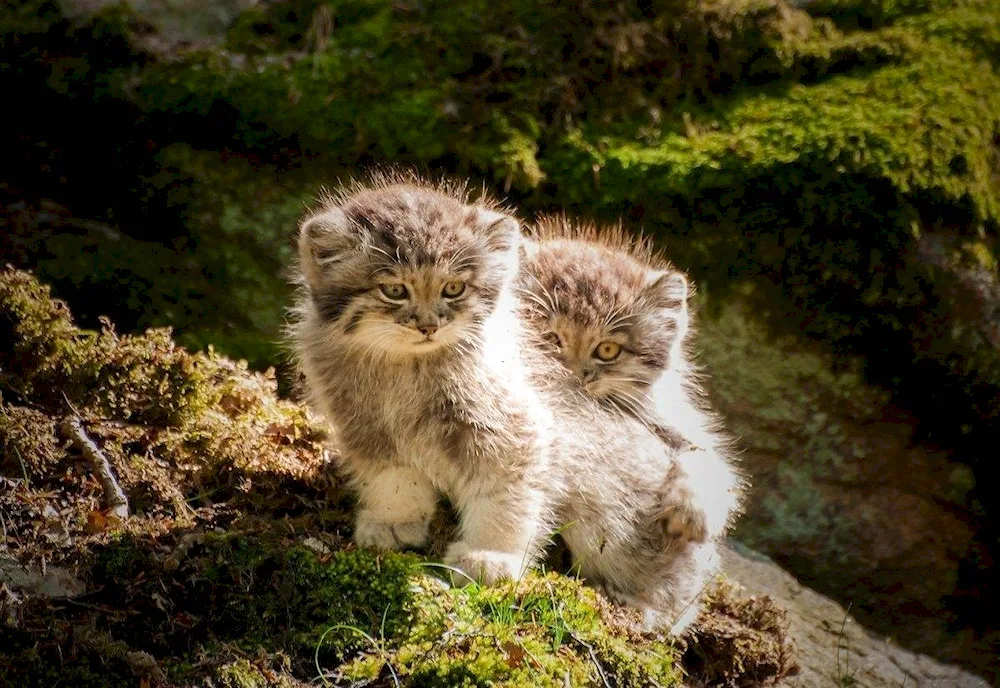 Two pallas‘ cat hugging