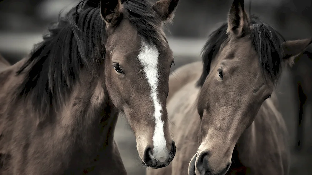 Two horses