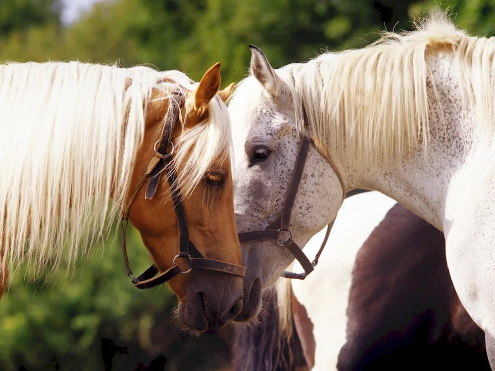 Two horses