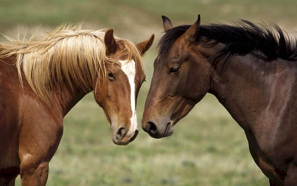 Paradise horses