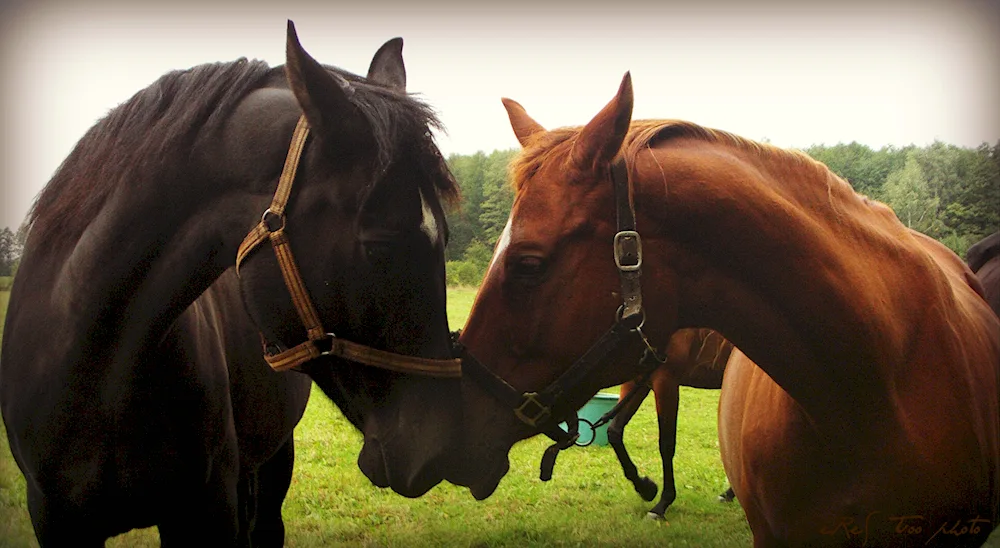 Two horses