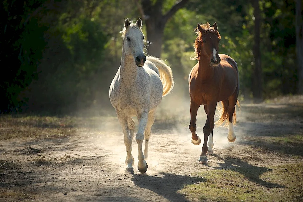 Two horses