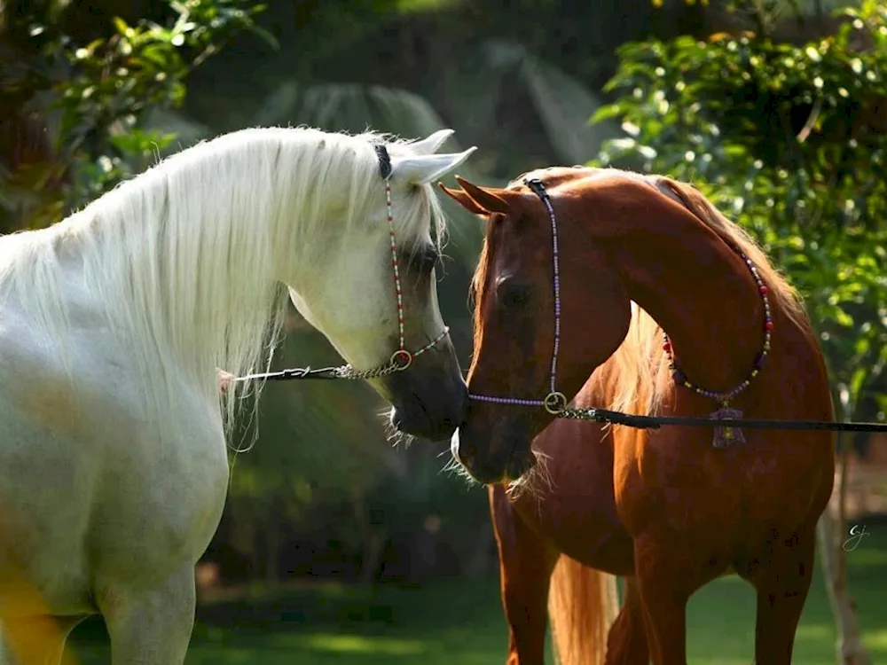 Two horses