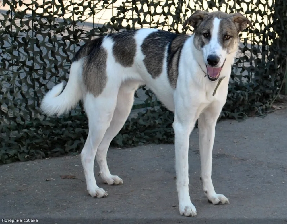 Mongrel white with spots