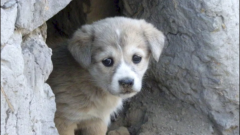 Mongrel dog and sheepdog