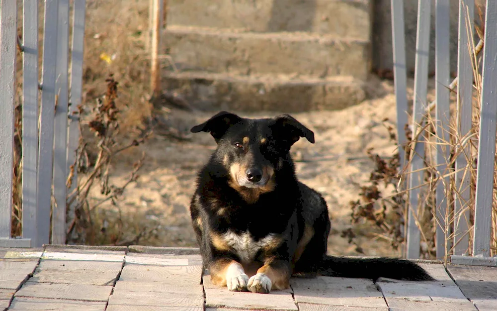 Mongrel Terrier