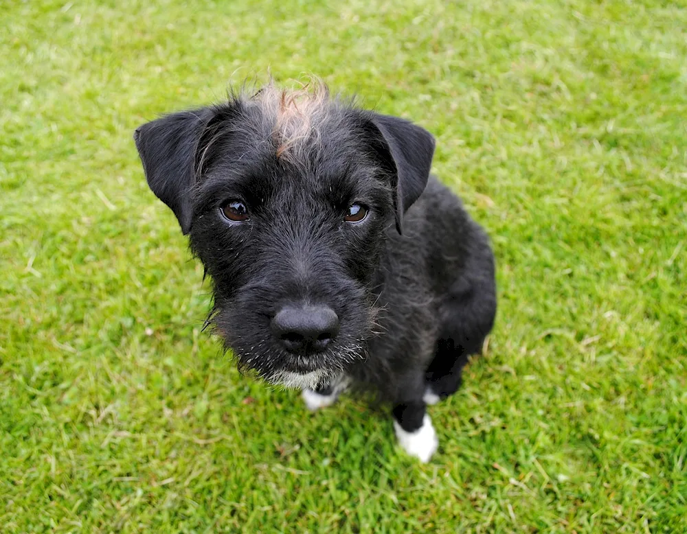 Mongrel Terrier