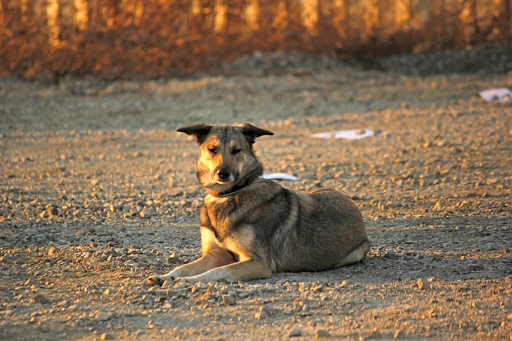 Labrador with mongrel