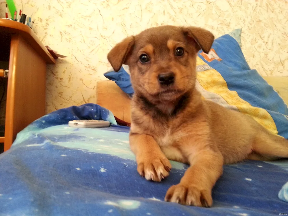 Mixed dachshund and spaniel