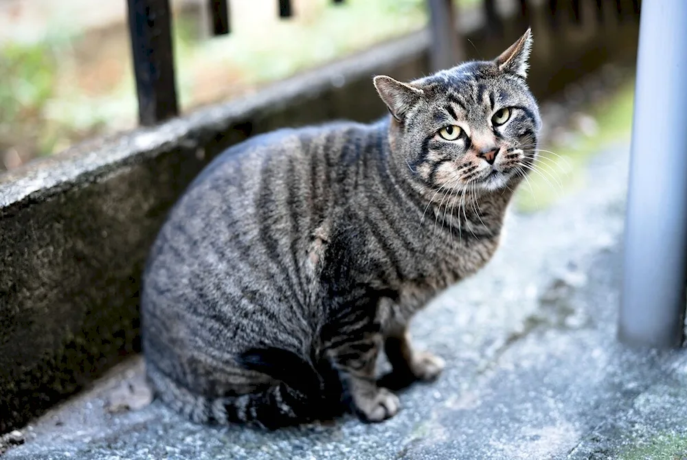 British shorthair tabby cat