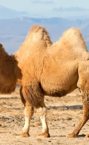 Double-humped camel Bactrian