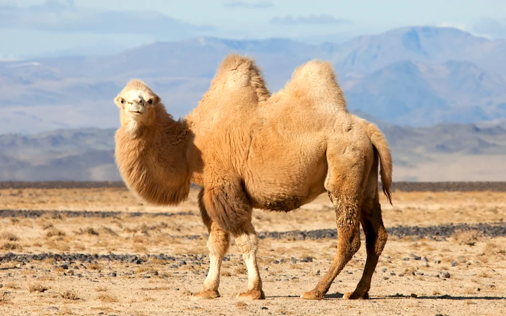 Double-humped camel Bactrian