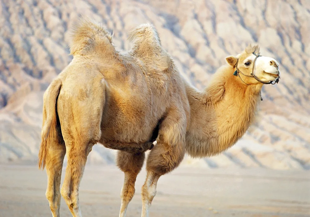 One-humped camel dromader