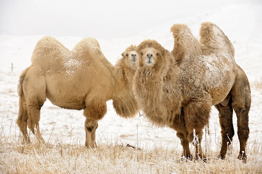 Two-humped camel bactrian