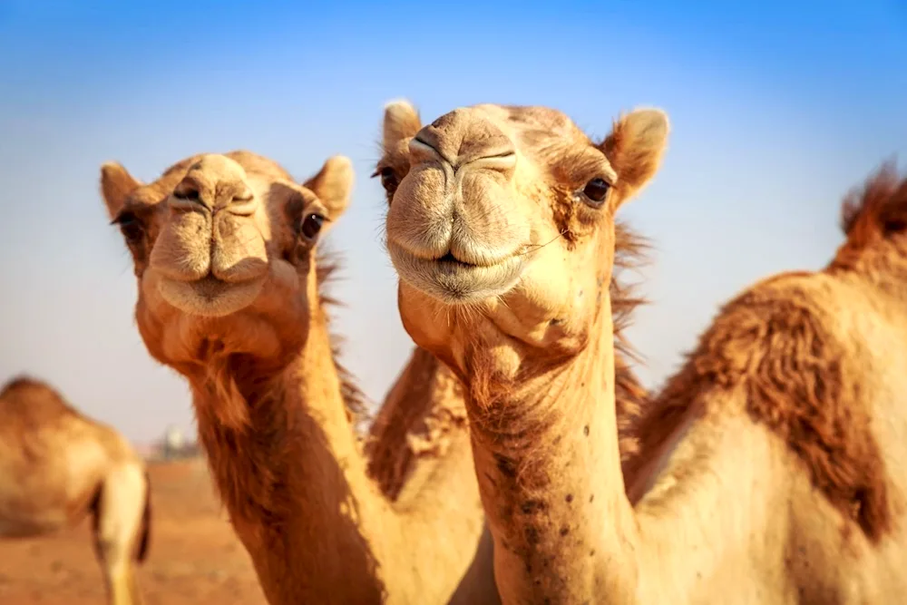 Dromedary camel