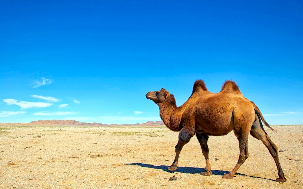 Her camel