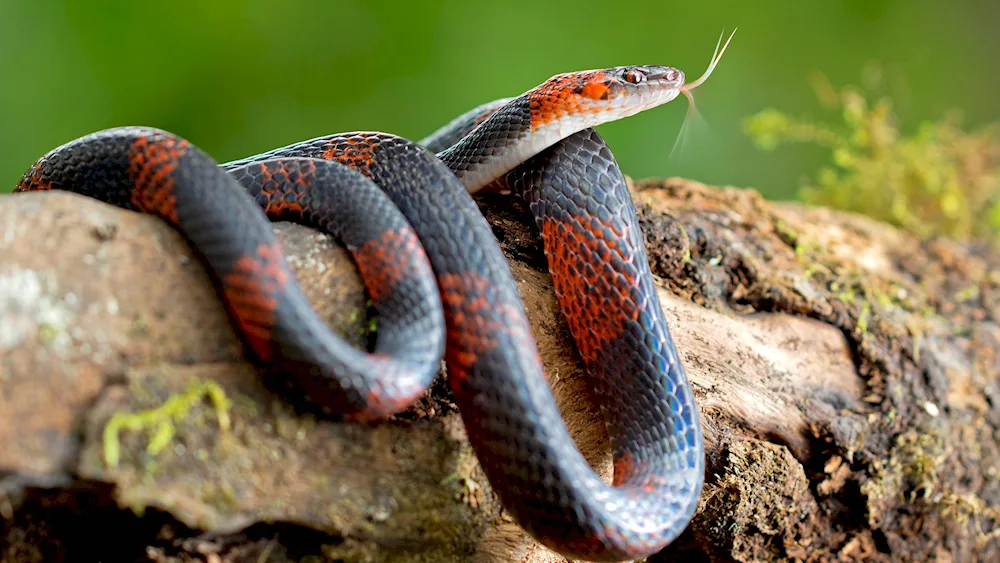 Double banded glandular snake