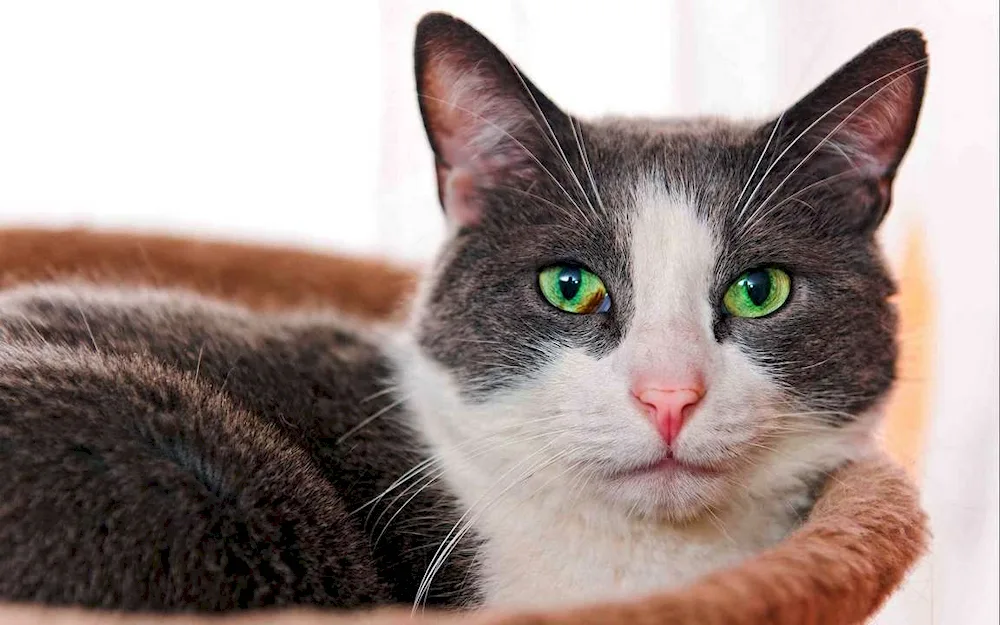 Blue cat with blue eyes