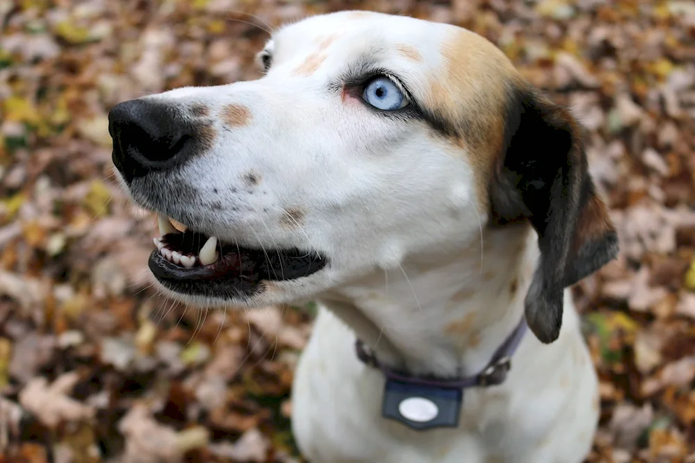 Double-nosed hound