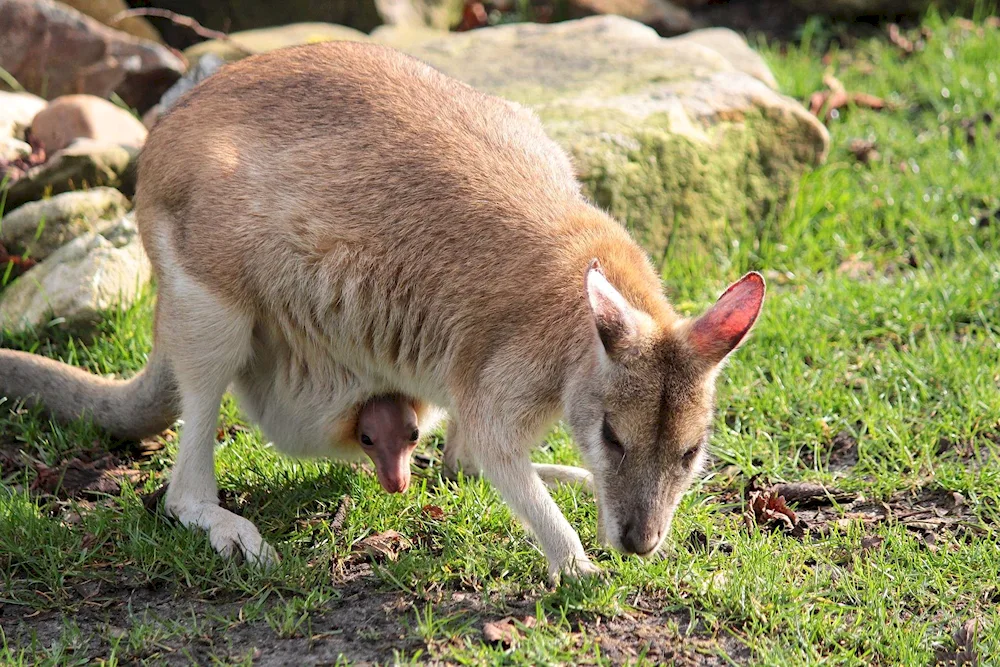 Double-tailed marsupials