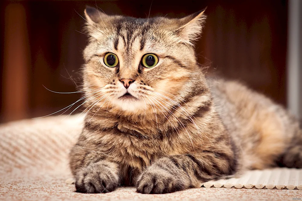 British Shorthair cat