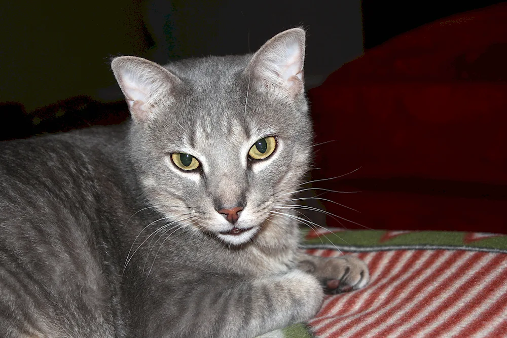 Smoky European shorthair cat