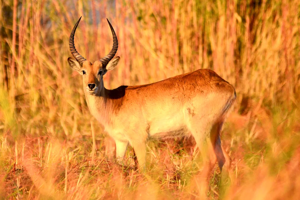 Mongolian Antelope Dzeren