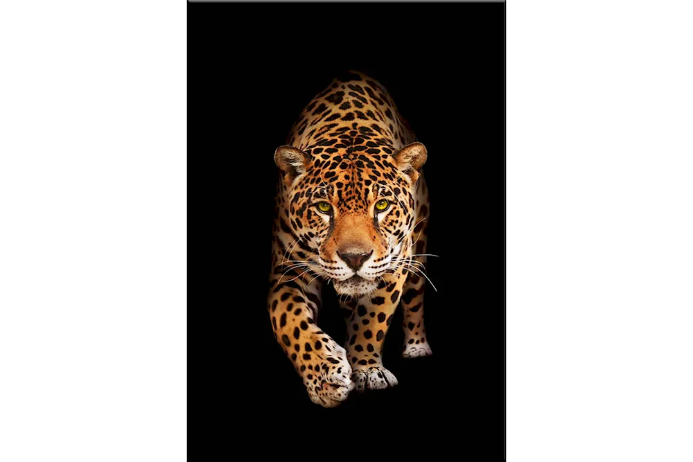 Jaguar Leopard