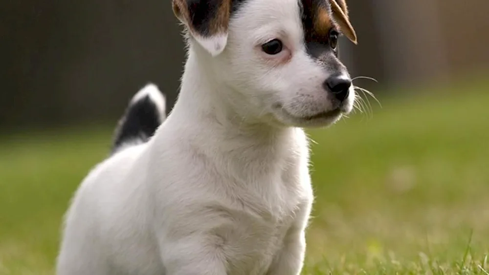 Norwich terrier