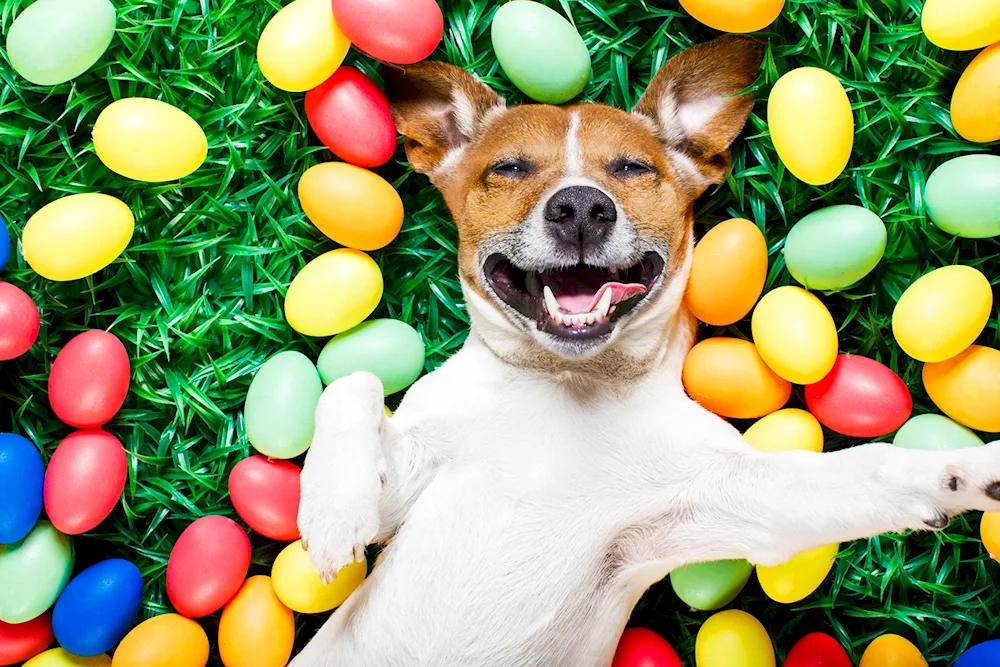 Jack Russell smiling dog